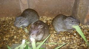 grasscut 1 grasscut 1