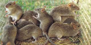 grasscut 3 grasscut 3