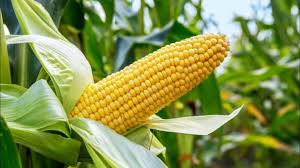 maize 1 maize 1