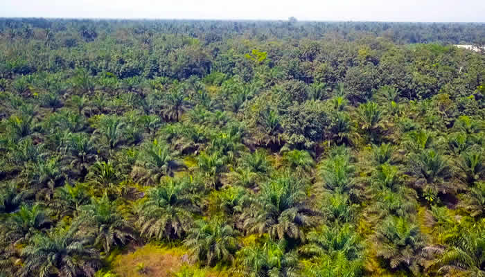 oil plantain oil plantain