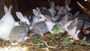 rabbits2 rabbits2